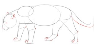 Jaguar zeichnen lernen schritt für schritt tutorial 5