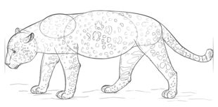 Jaguar zeichnen lernen schritt für schritt tutorial 7