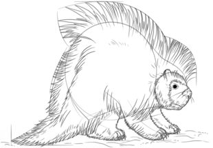 Stachelschwein zeichnen lernen schritt für schritt tutorial 7