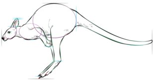 Känguru zeichnen lernen schritt für schritt tutorial 6