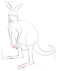 Känguru 2 zeichnen lernen schritt für schritt tutorial 6