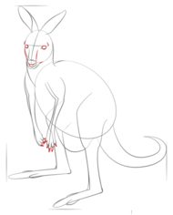 Känguru 2 zeichnen lernen schritt für schritt tutorial 7
