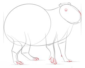 Wasserschwein zeichnen lernen schritt für schritt tutorial 5
