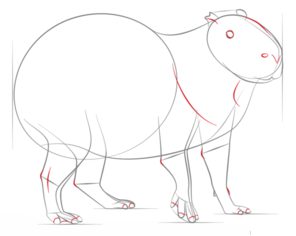Wasserschwein zeichnen lernen schritt für schritt tutorial 6