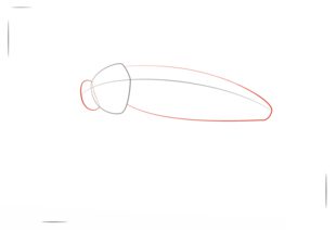 Kakerlake zeichnen lernen schritt für schritt tutorial 2
