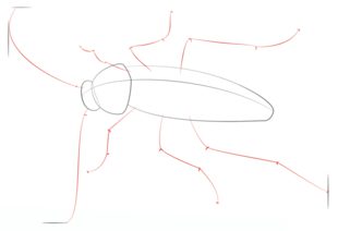 Kakerlake zeichnen lernen schritt für schritt tutorial 3