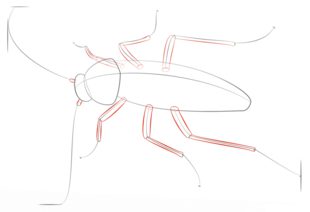 Kakerlake zeichnen lernen schritt für schritt tutorial 4