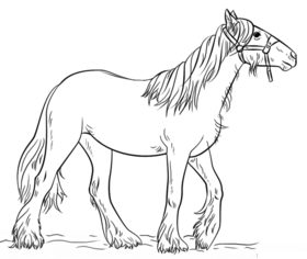 Pferd zeichnen lernen schritt für schritt tutorial 8