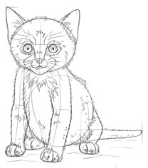 Kätzchen zeichnen lernen schritt für schritt tutorial 8