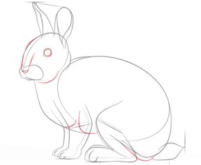 Kaninchen zeichnen lernen schritt für schritt tutorial 6