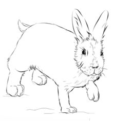 Kaninchen 2 zeichnen lernen schritt für schritt tutorial 9