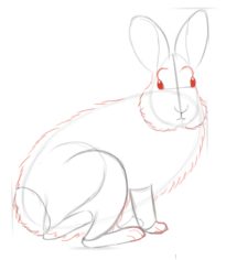 Kaninchen 3 zeichnen lernen schritt für schritt tutorial 4