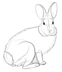 Kaninchen 3 zeichnen lernen schritt für schritt tutorial 5