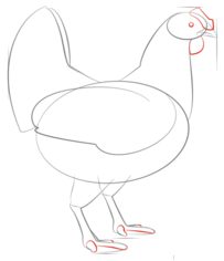 Huhn zeichnen lernen schritt für schritt tutorial 5