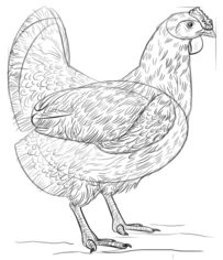 Huhn zeichnen lernen schritt für schritt tutorial 7