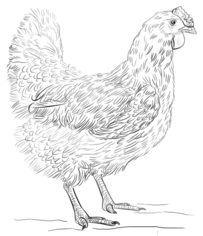 Huhn zeichnen lernen schritt für schritt tutorial 8