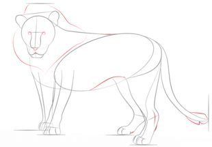 Löwe zeichnen lernen schritt für schritt tutorial 6