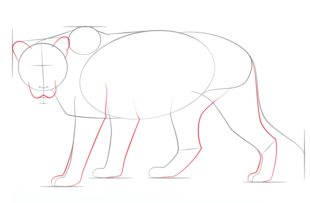 Löwin zeichnen lernen schritt für schritt tutorial 4