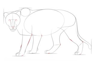 Löwin zeichnen lernen schritt für schritt tutorial 6