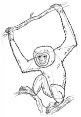 Affe - Gibbon zeichnen lernen schritt für schritt tutorial 7