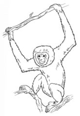 Affe - Gibbon zeichnen lernen schritt für schritt tutorial 8