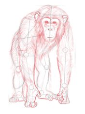 Affe - Schimpanse zeichnen lernen schritt für schritt tutorial 6
