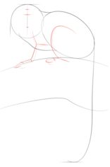 Affe - der Tamarin zeichnen lernen schritt für schritt tutorial 3