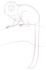 Affe - der Tamarin zeichnen lernen schritt für schritt tutorial 5