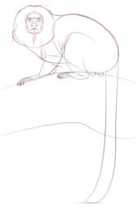 Affe - der Tamarin zeichnen lernen schritt für schritt tutorial 7