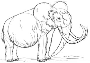 Mammut zeichnen lernen schritt für schritt tutorial 7