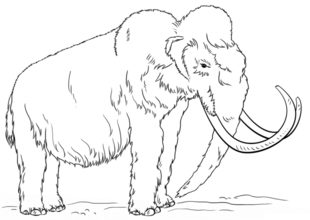 Mammut zeichnen lernen schritt für schritt tutorial 8