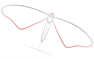 Schmetterling zeichnen lernen schritt für schritt tutorial 3