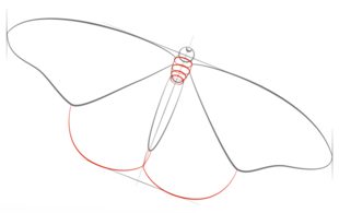 Schmetterling zeichnen lernen schritt für schritt tutorial 4