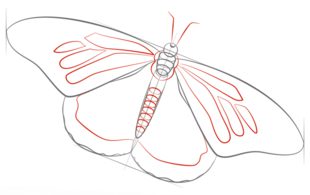 Schmetterling zeichnen lernen schritt für schritt tutorial 6