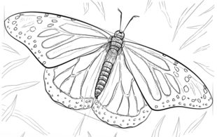 Schmetterling zeichnen lernen schritt für schritt tutorial 8