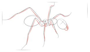 Ameise zeichnen lernen schritt für schritt tutorial 5