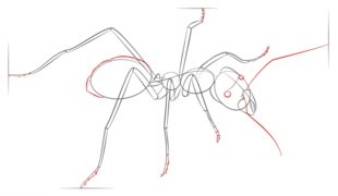 Ameise zeichnen lernen schritt für schritt tutorial 7