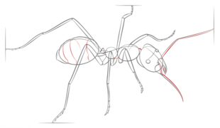 Ameise zeichnen lernen schritt für schritt tutorial 8