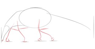Ameisenbär zeichnen lernen schritt für schritt tutorial 3