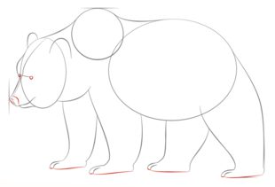 Grizzlybär zeichnen lernen schritt für schritt tutorial 6