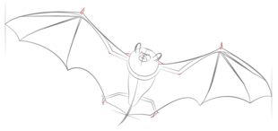 Fledermaus zeichnen lernen schritt für schritt tutorial 7
