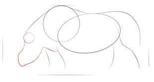 Nashorn 2 zeichnen lernen schritt für schritt tutorial 4