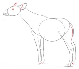 Okapi zeichnen lernen schritt für schritt tutorial 5