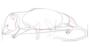 Opossum 2 zeichnen lernen schritt für schritt tutorial 6