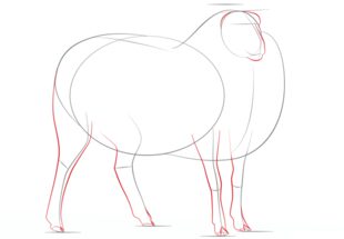 Schaf zeichnen lernen schritt für schritt tutorial 4