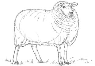 Schaf zeichnen lernen schritt für schritt tutorial 7