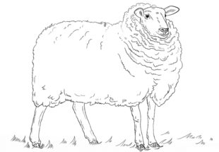 Schaf zeichnen lernen schritt für schritt tutorial 8