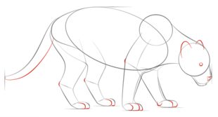 Panther zeichnen lernen schritt für schritt tutorial 5