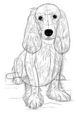 Hund – Spaniel zeichnen lernen schritt für schritt tutorial 8