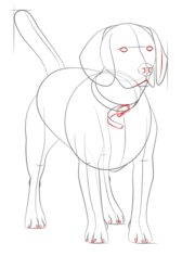 Hund – Beagle zeichnen lernen schritt für schritt tutorial 7